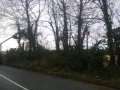 Hedge Cutting and Tree Care 06.jpg
